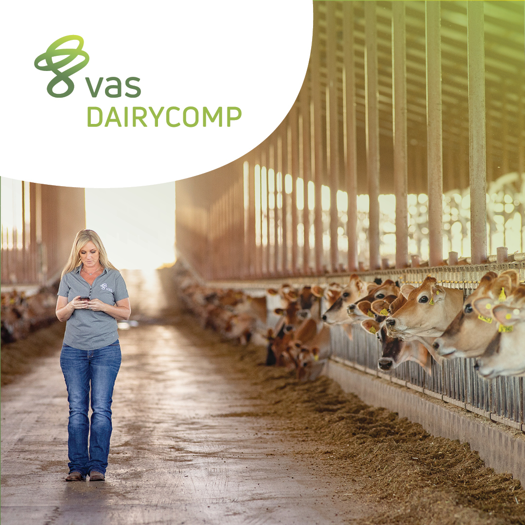VAS equipment, woman walking in dairy barn