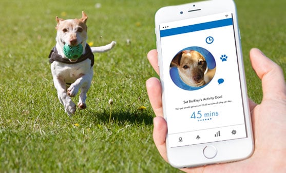 Pet Technology