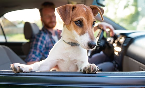 Pet Distractions while driving
