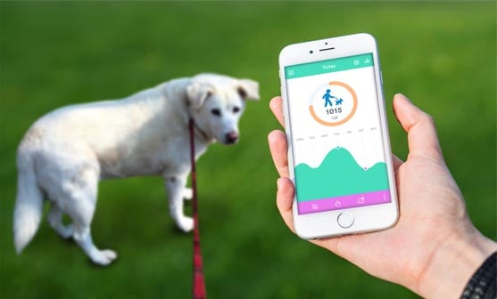 Capturing pet tech on Instagram