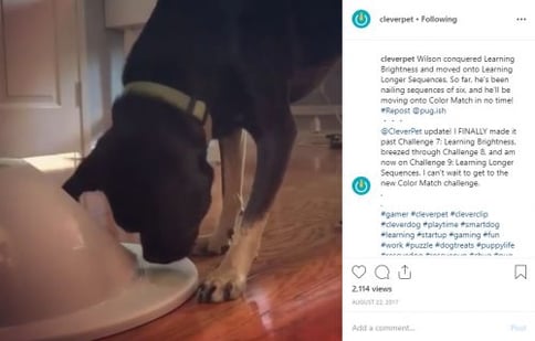 Instagram pet tech