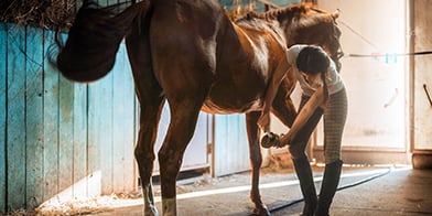 Horse and Pet Care Products