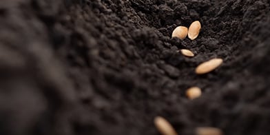 Lawn and Pasture Seed